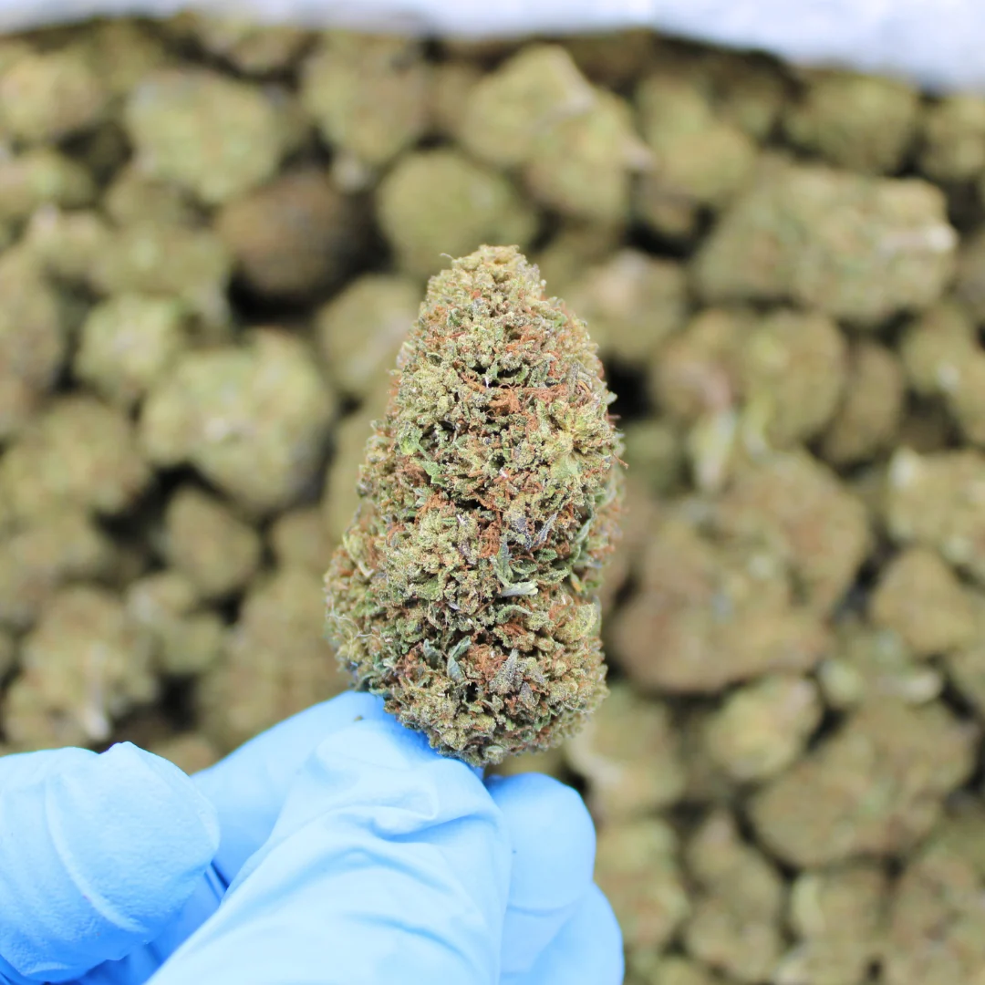 Bubba Kush CBD Flower - Image 3