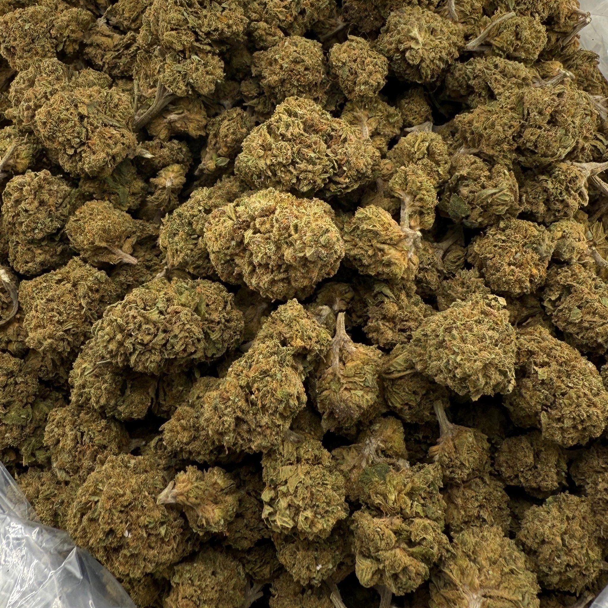 Biscotti (Light-Assisted) – Bulk THCA Flower 1 lb