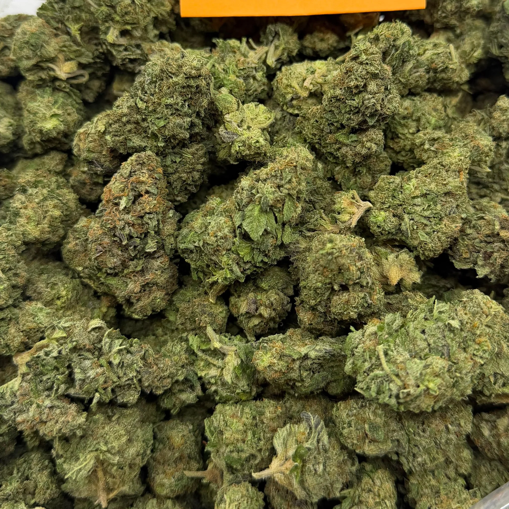 Gelato Bomb (Light-Assisted) – Bulk THCA Flower 1 lb