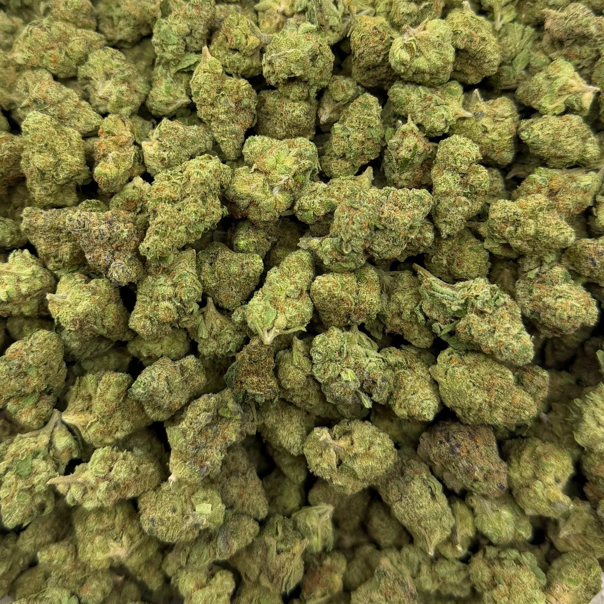 Gushers (Value Indoor Medium Buds) – Bulk THCA Flower 1 lb