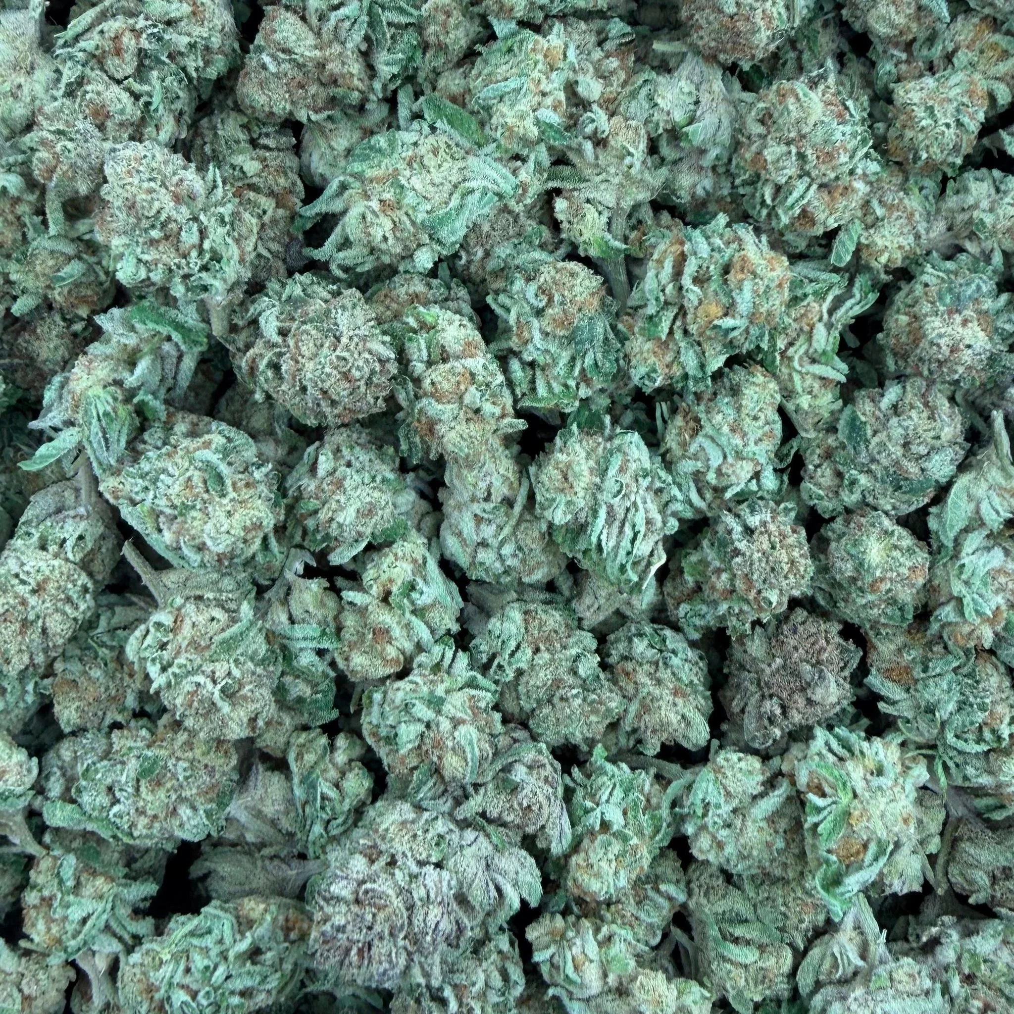 Lemon Headz (Value Indoor) – Bulk THCA Flower 1 lb