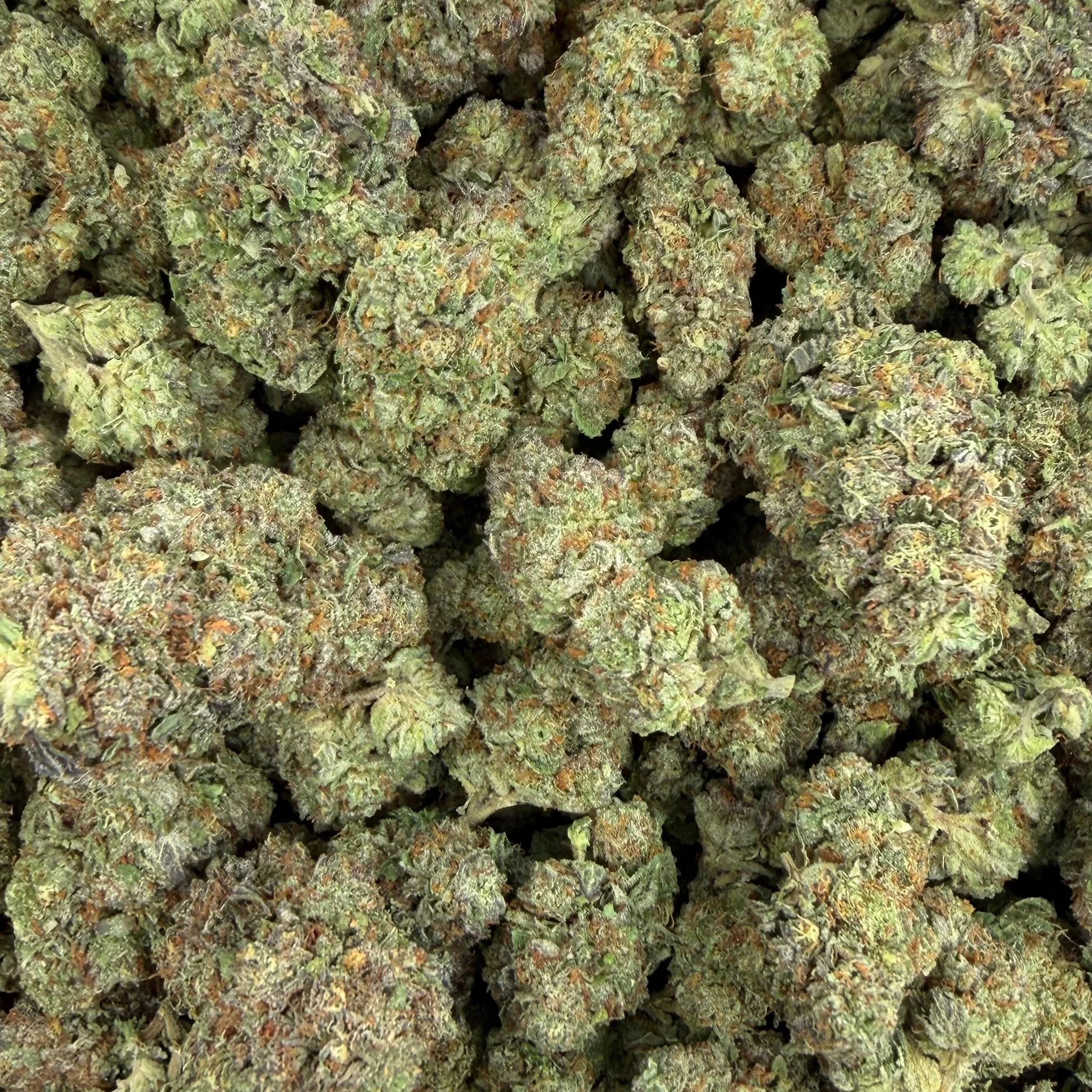 MJ Mintz (Light-Assisted) – Bulk THCA Flower 1 lb