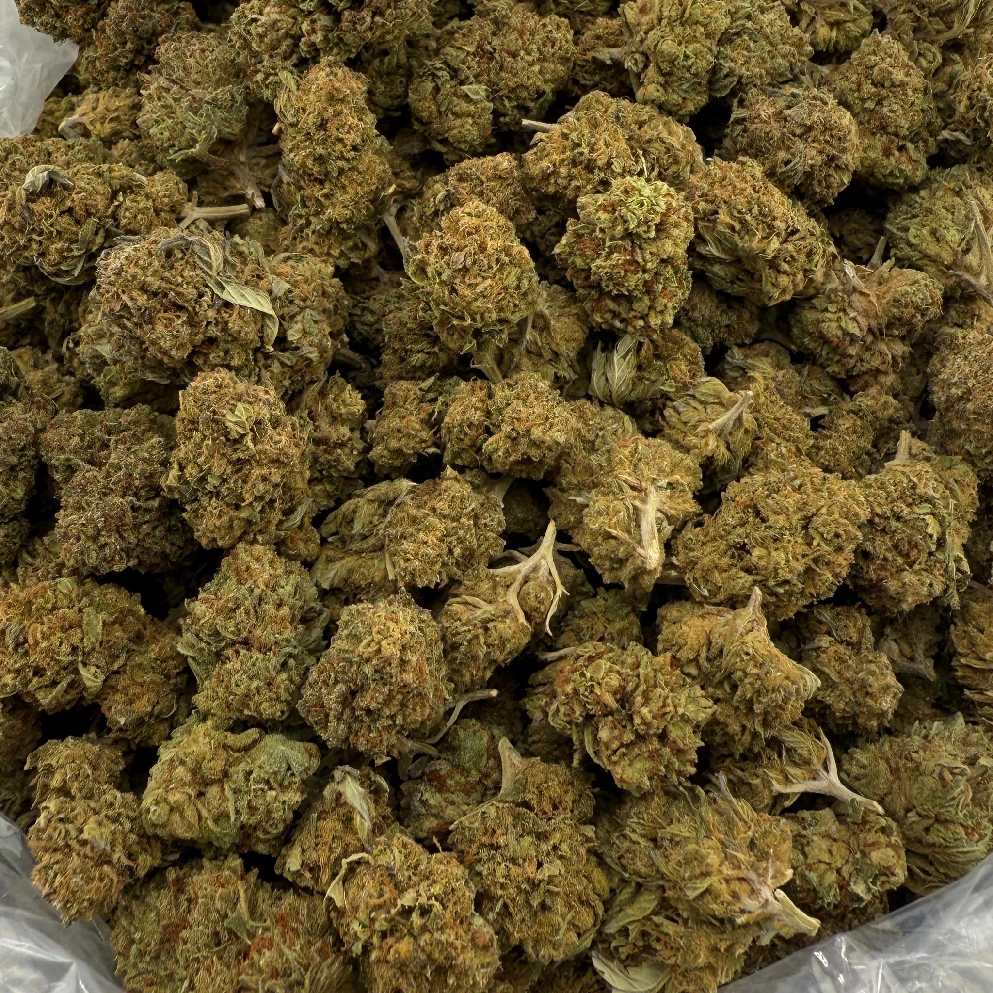 Punch Breath (Light-Assisted) – Bulk THCA Flower 1 lb