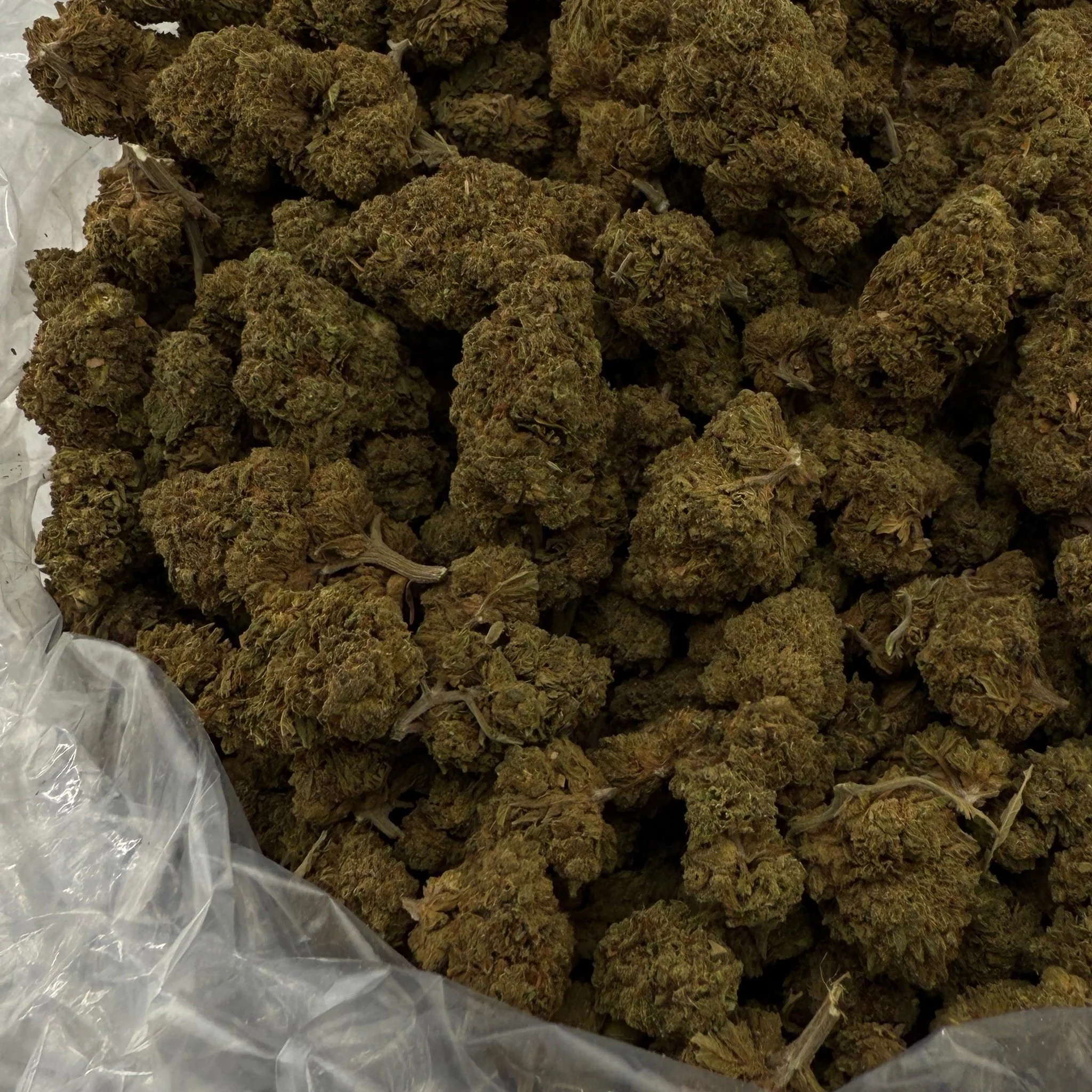 Sunday Driver (Light-Assisted) – Bulk THCA Flower 1 lb