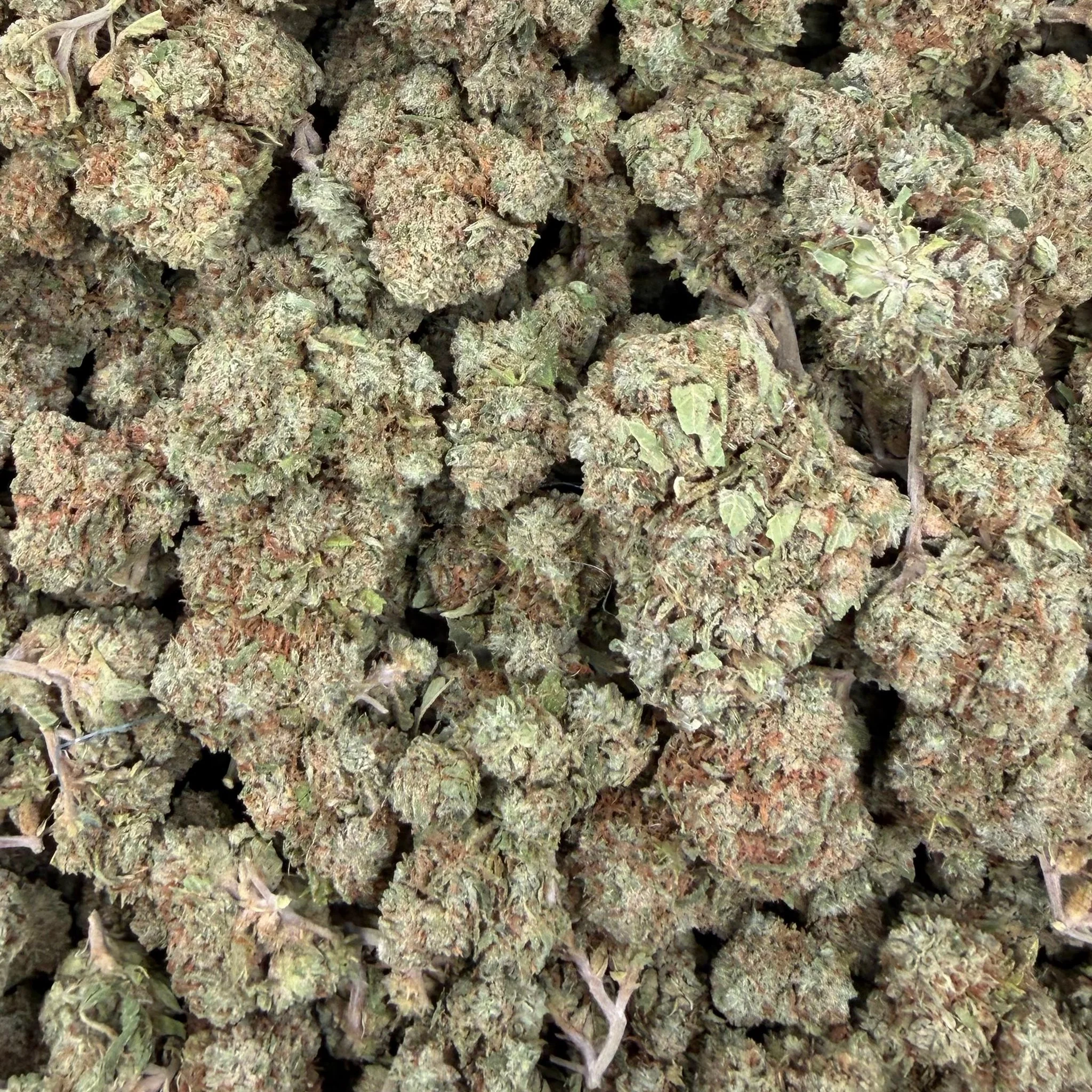 Supreme Runtz (Light-Assisted) – Bulk THCA Flower 1 lb