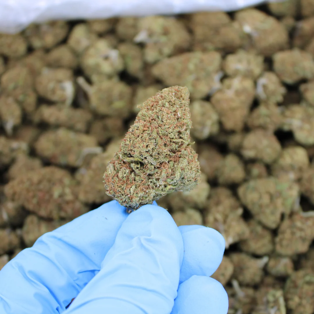 Sour Lifter CBD Flower - Image 3